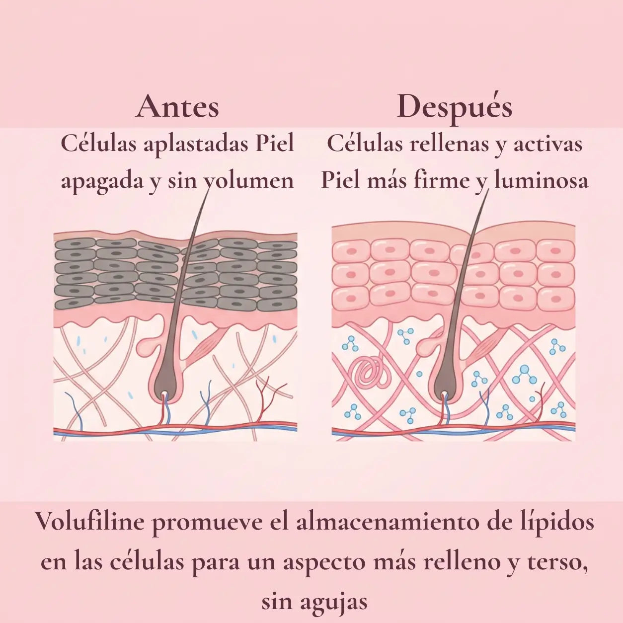 Bálsamo Hidratante PDRN + Péptidos | Relleno y Firmeza